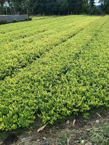 网球拍训练器如何组装的